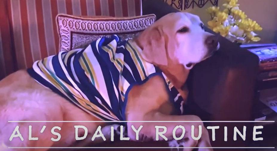 A-dogs-day-out